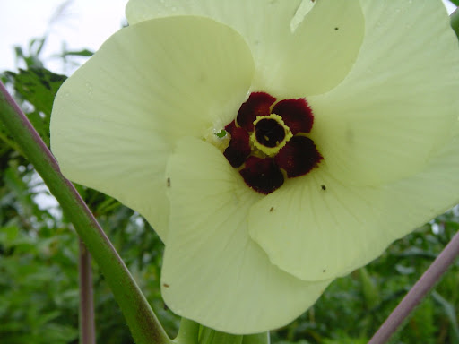 okra