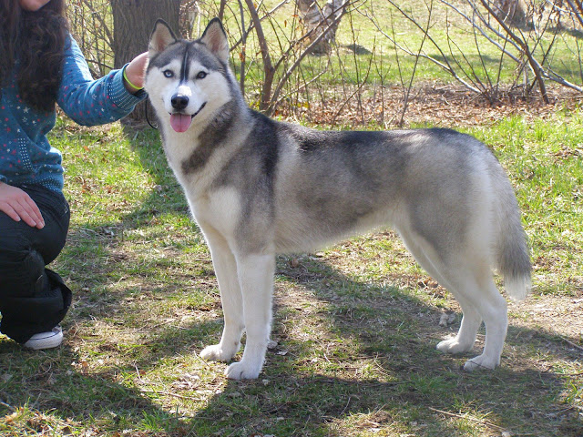 Качена снимка