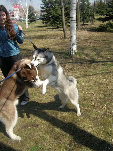 Качена снимка