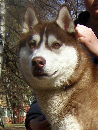 Качена снимка