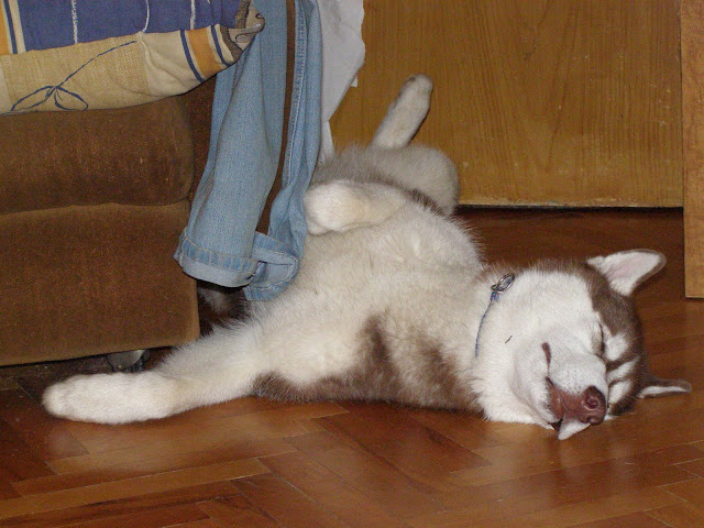 Качена снимка