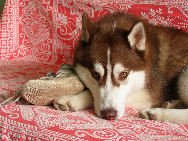 Качена снимка