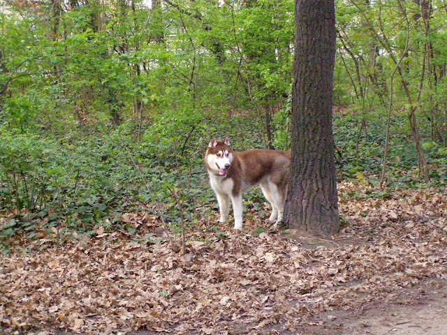 Качена снимка