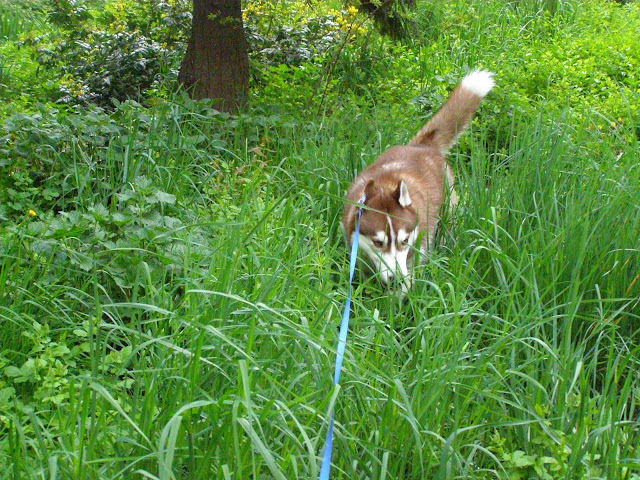 Качена снимка