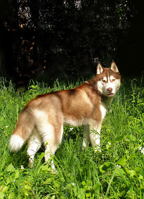 Качена снимка