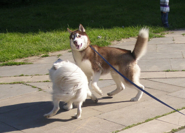 Качена снимка