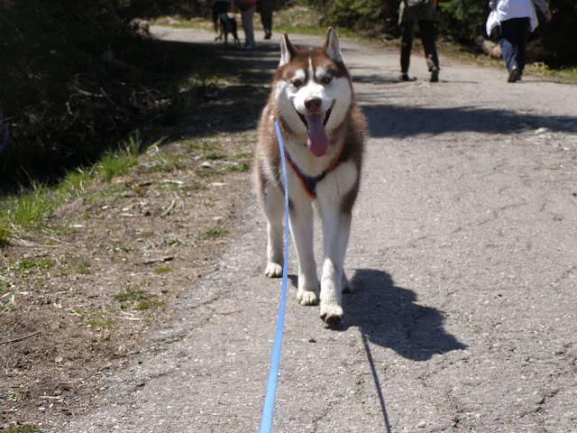 Качена снимка