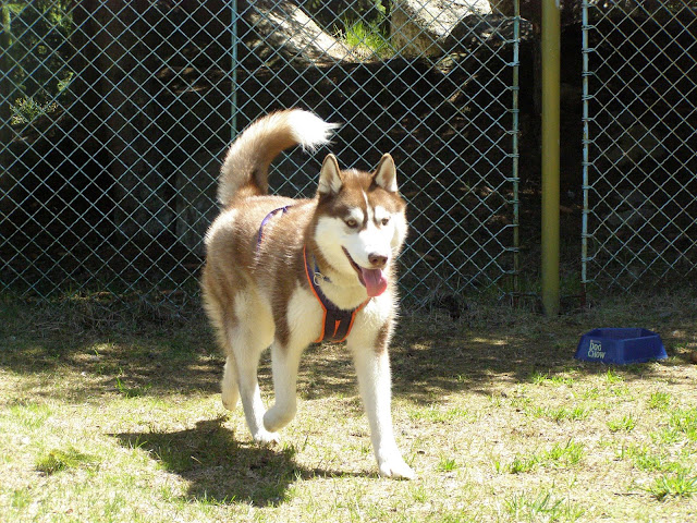 Качена снимка