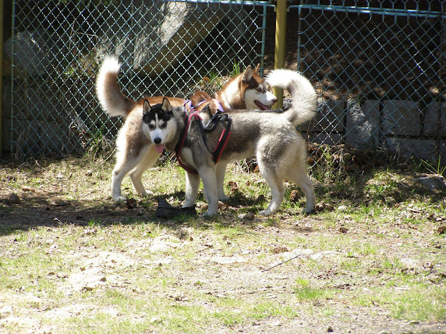 Качена снимка