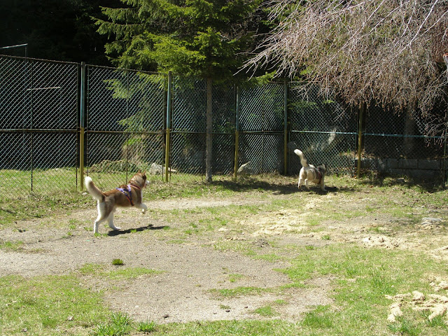 Качена снимка