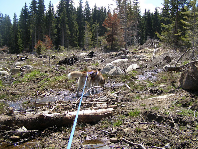 Качена снимка