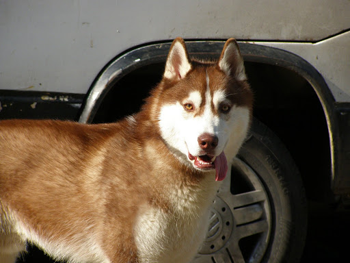 Качена снимка