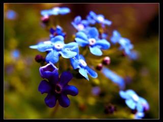 [kék+virág.jpg]