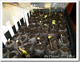 tn_2010-03-14 Seedlings for my Garden (8)