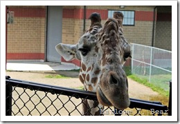 tn_2010-07-20 NEW Zoo (127)_edited-1