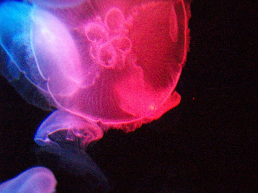 Jellyfish