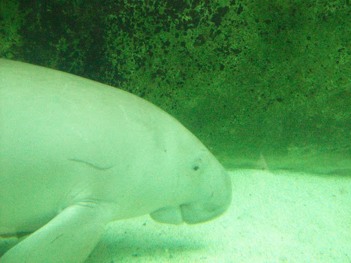 Dugong