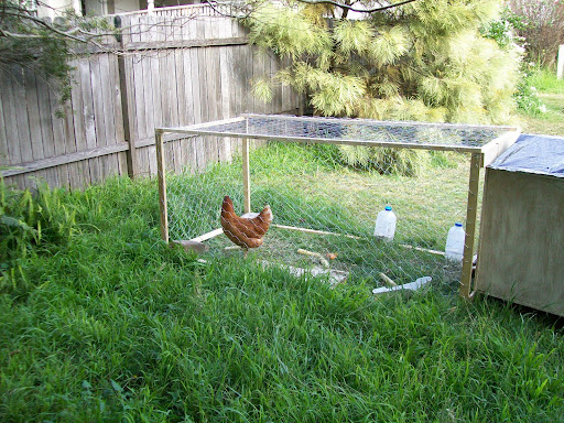 Yael's 'fraidy cat chicken