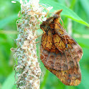 Meadow Fritillary Butterfly