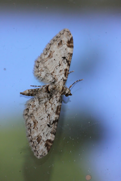 Spotting Image 1