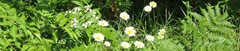 WhiteFlowerBannerPic