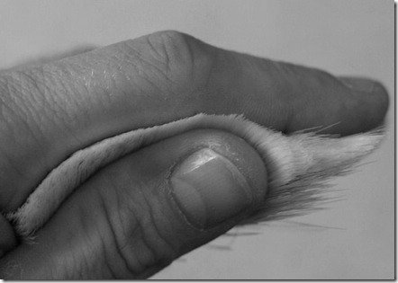 sharp brush sharp brush