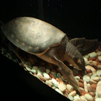 ¡¡TORTUUUUGA!! Una tortuga de caparazón liso. Ahora andamos en un aquario, ahí mismo donde estaba el mirador.