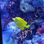 Miren el que salía en Nemo, creo. Es algo así de cirujano.