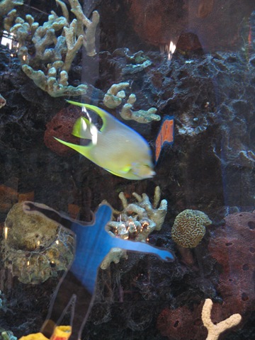 [In the Mall swimming with the Fish[2].jpg]