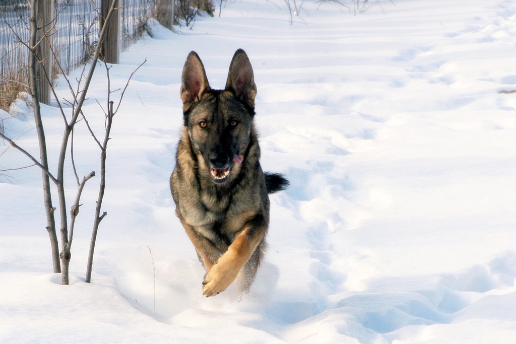 [2011.1.28 Brita.Jake snow dogs-10[4].jpg]