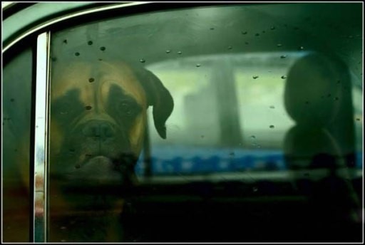 [b akiranuse perro[3].jpg]