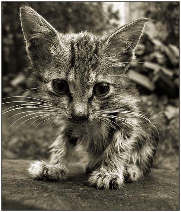 [b akiranuse super gato[2].jpg]