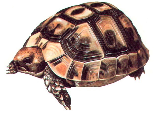 SPUR-THIGHED TORTOISE 