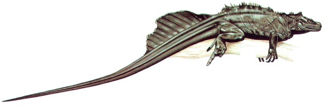 SOA-SOA WATER DRAGON (male) 