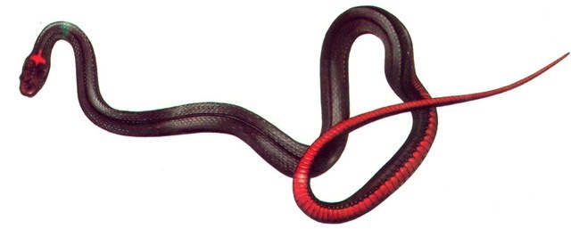 RED-BELLIED SNAKE 