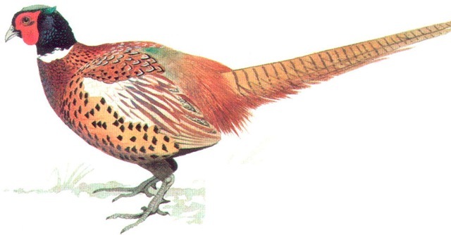 PHEASANT 