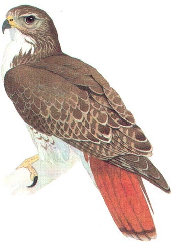 RED-TAILED HAWK 