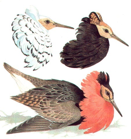RUFF (variations in male breeding plumage) 