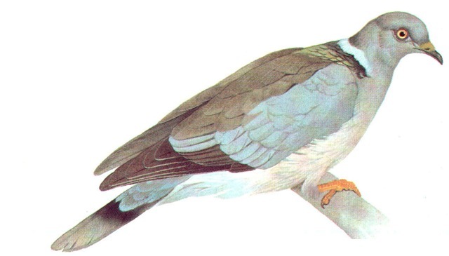 BAND-TAILED PIGEON 