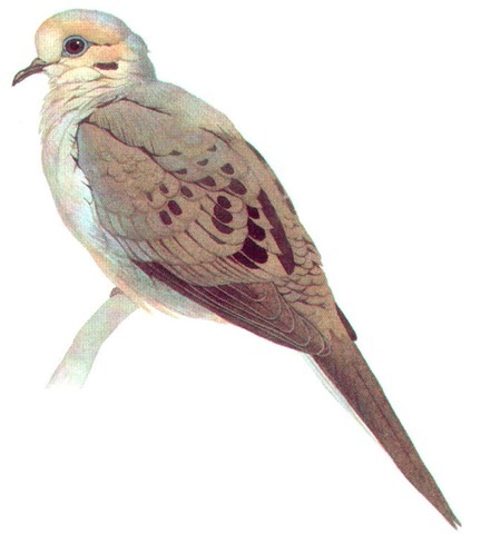 MOURNING DOVE (male) 