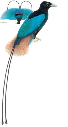 BLUE BIRD OF PARADISE (male) 