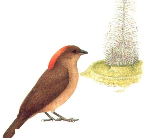 MACGREGOR'S BOWERBIRD 