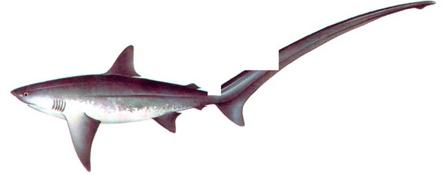 THRESHER SHARK 