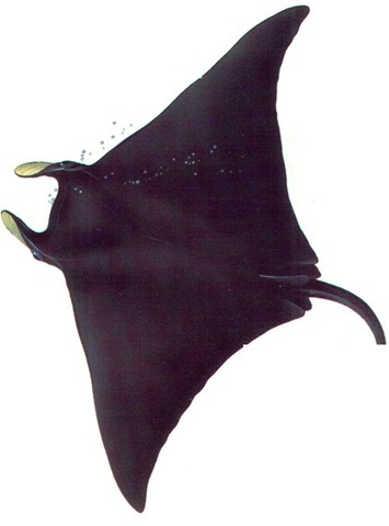 ATLANTIC MANTA 