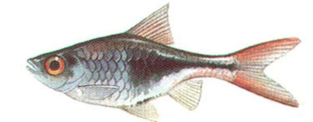 HARLEQUIN FISH  