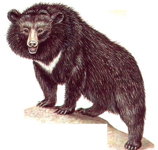 ASIATIC BLACK BEAR 