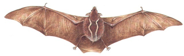 TWO-LINED BAT 