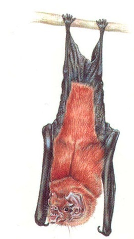 LEAF-CHINNED BAT 
