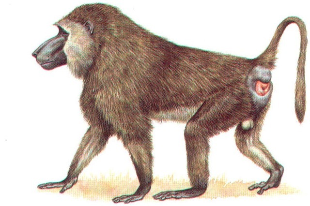 OLIVE BABOON (male) 