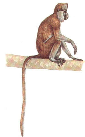 OLIVE COLOBUS (male) 